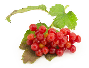 rowan, rowanberry, rowan-tree, sorb, wild ash, viburnum, guelder
