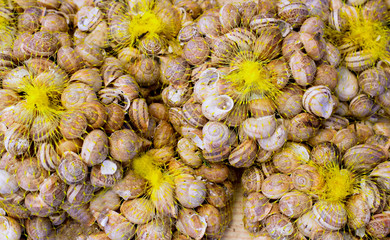Mediterranean snails in yellow nets