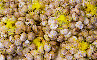 Fototapeta premium Mediterranean snails in yellow nets