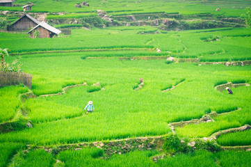Farmer in Vietnam is growing rice in the terrace