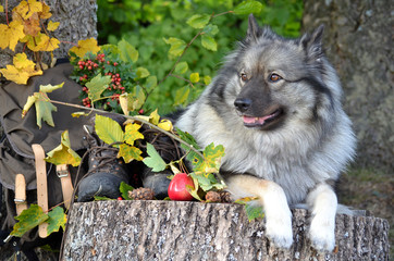 Hund Herbst Pause Wandern