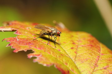 little fly on a leaf in autumn