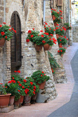 Geranium flowers in streets of Assisi, Umbria, Italy © honzahruby
