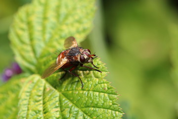 Fototapeta premium colorful fly on a green leaf