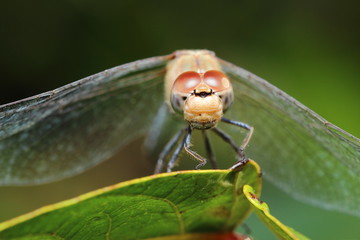 beautiful closeup of a dragonfly on a leaf in the nature