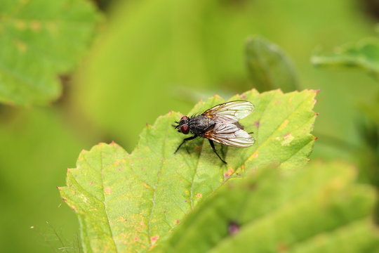 colorful fly on a green leaf