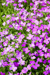 Obraz premium Aubrieta flowers