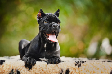 young black Cane Corso puppy lying on a rug