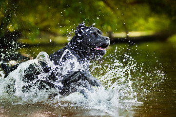 Dog Cane Corso run in the water