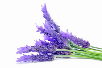 Obraz premium lavender