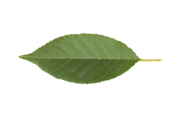 Cherry leaf