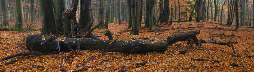 Obraz premium panorama of fallen tree in autumn forest