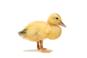 Duckling isolated on white