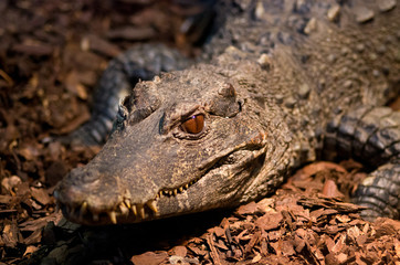 Crocodile head