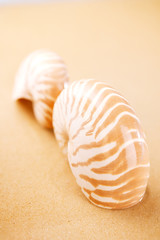 Nautilus shells  in sea sand