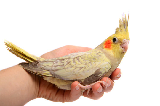 Fototapeta One cockatiel parakeet baby