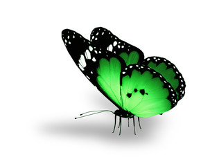 Green butterfly on white background