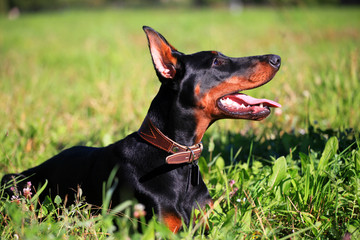 Portrait of purebred dobermann dog on the meadow