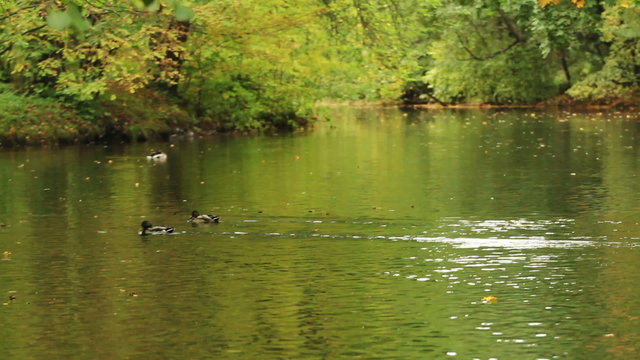 Ducks swimming on a small forest lake