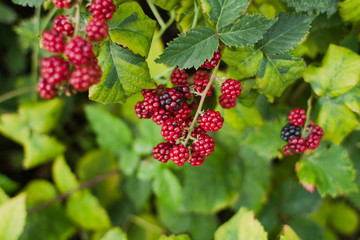 Red blackberry fruit in nature