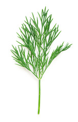 dill
