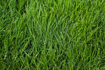 Green grass background texture