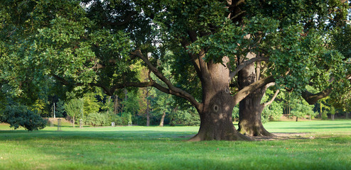 Silny stary zielony dębowy drzewo w parku - 45283218
