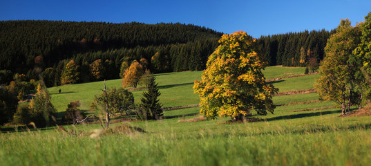 Fototapeta premium Beautiful autumn tree panorama. Autumn Landscape.
