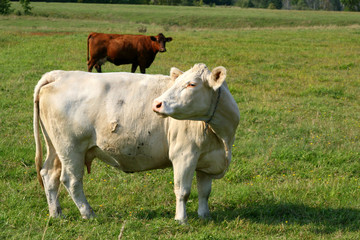 Variety of cows grazing on a pasture