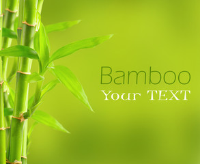 Fototapeta na wymiar Bamboo tle z miejsca kopiowania