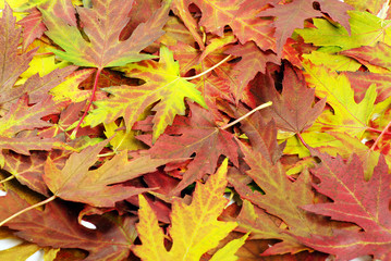 autumn orange leaves