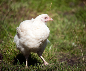 Photo of a Chicken in a field