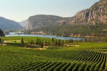 Fotobehang Okanagan Valley Vineyard Scenic, Brits-Columbia © maxdigi