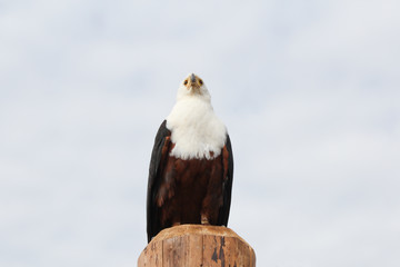 Eagle