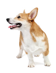 Corgi dog in studio