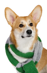 Corgi dog in studio