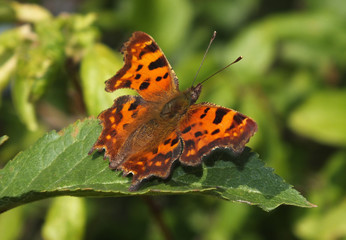 Obraz premium c-falter