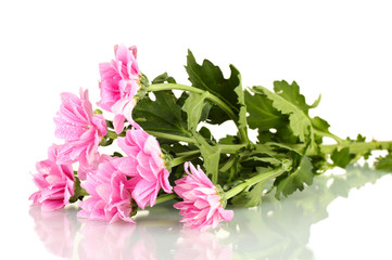 branch of beautiful pink chrysanthemums