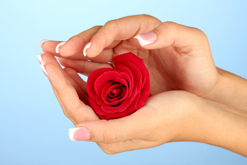 Red rose with woman's hands on blue background