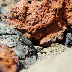 La Palma typical lizard Tizon Gallotia galloti palmae