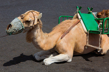 Camels in San antonio Volcano of La Palma