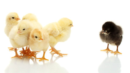 yellow and black little chickens isolated on the white