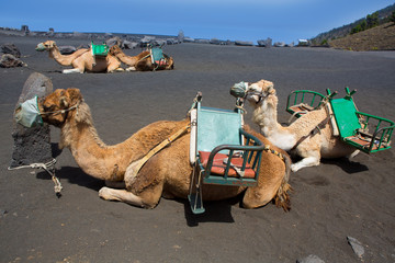 Camels in San antonio Volcano of La Palma © lunamarina