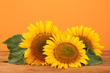 sunflowers on yellow background