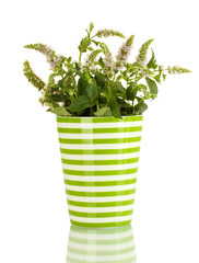 fresh mint with flowers in cup, isolated on white