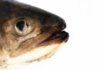 head of a fish