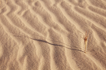 abstract sand background with sunlight and grass in desert