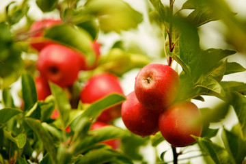 Red Apples on a Tree