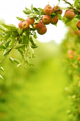 Red Apples on a Tree Branch