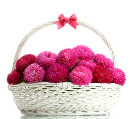 Fototapeta na wymiar różowe kwiaty aster w koszyku, odizolowane na białym
